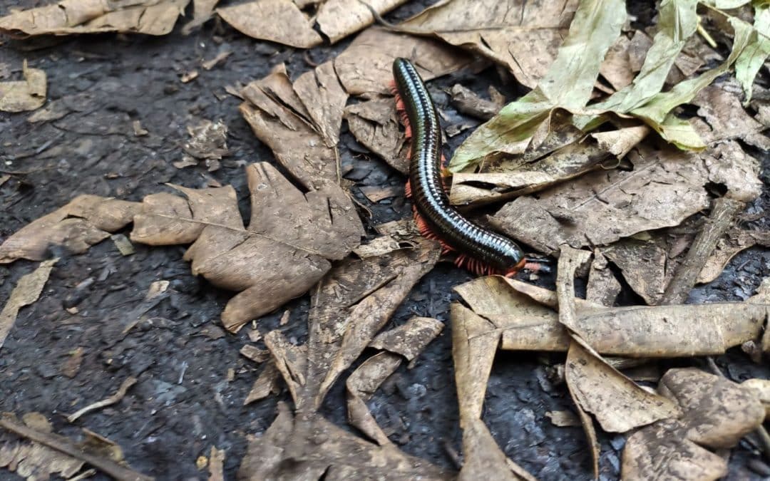 Vaincre ses phobies avec l&rsquo;hypnose