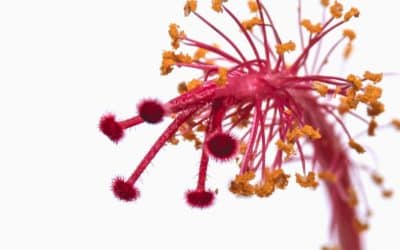 Hypnose et allergies